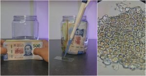 Billetes bajo el microscopio. Foto: Especial.