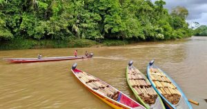 Canoas cargadas de madera de balsa deforestada en el río Pastaza, lista para ser desembarcada en Copataza, en la Amazonía ecuatoriana. // Cortesía Fundación Pachamama vía OpenDemocracy.