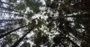 Gran parte de esta deforestación está ligada a la industria aguacatera. Foto: Cuartoscuro. 