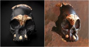 Restos del primer cráneo infantil de Homo naledi han sido excavados en la profundidad de la cueva Rising Star. Fotos: Wits University