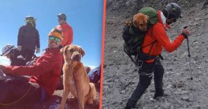 El can fue transportado en una mochila y cuanto lograron bajarlo, un veterinario le brindó atención médica. Foto: Especial, Periódico Central.