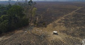 En esta foto de archivo del 23 de agosto de 2020, el ganado pasta en tierras recientemente quemadas y deforestadas por ganaderos cerca de Novo Progresso, estado de Pará, Brasil. Foto: Andre Penner, AP, archivo.