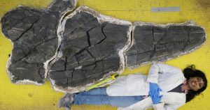 Los científicos analizaron un fósil de ictiosaurio descubierto en las montañas del noroeste de Nevada (EU) y descubrieron que se trataba de una nueva especie, el Cymbospondylus youngorum. Foto: Natural History Museum of Los Angeles County/Martin Sander