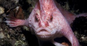 La observación del pez se produjo en el marco de una investigación de la Universidad de Tasmania y la organización ambientalista Parks Australia en este parque marino. Foto: University of Tasmania
