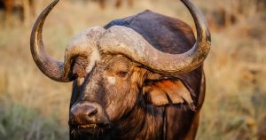 Fotografía ilustrativa. Foto: Pixabay