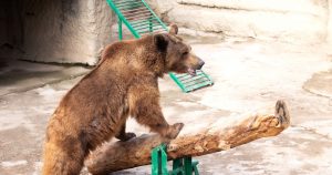 Foto: Facebook @tashkent.zoo.official 