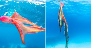 Foto: Instagram @jacintashackleton