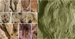 La recientemente encontrada Florigerminis jurassica podría considerarse la angiosperma buscada, ya que está perfectamente conservada y tiene más de 164 millones de años. Foto: Cui,Da-Fang et al., Geological Society, London, Special Publications (2021)