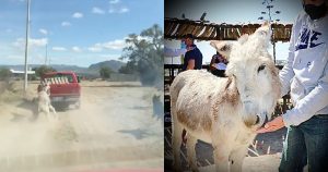 El burro fue rescatado por las autoridades de Hidalgo. Foto: Captura de pantalla/Twitter @omarfayad.