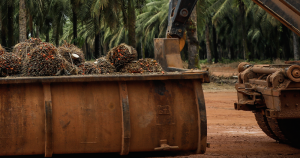 Piñas de aceite de palma preparadas para su transporte en Pará, Brasil. Foto: Opendemocracy.