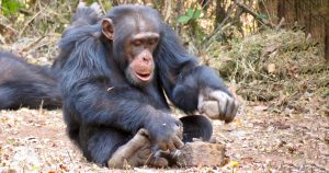 Partir nueces con piedras: ¿inventado individualmente o aprendido de otros? Foto: Kathelijne Koops, UZH