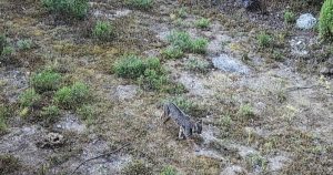 Foto: Secretaría de Medio Ambiente de la Ciudad de México.