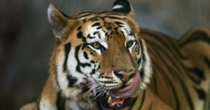 El documento urge a la comunidad internacional a tomar medidas para frenar esta pérdida de biodiversidad. Foto: Jorge Torres, EFE