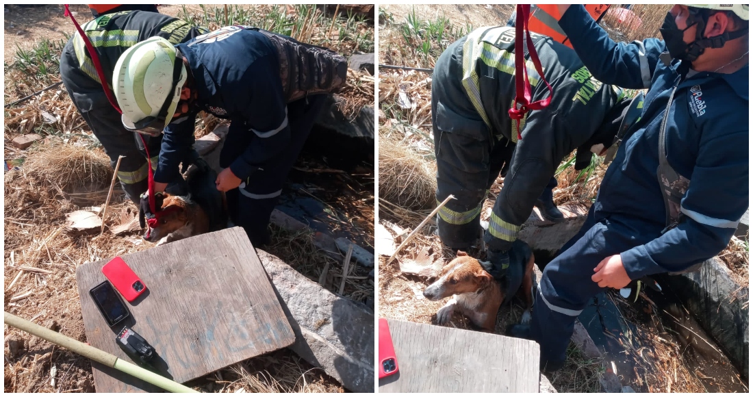 Vecinos informaron que escuchaban a un perro ladrar y quejarse, por lo cual decidieron llamar a las autoridades a través del número 911. Foto: @PCPueblaCapital, Twitter.