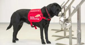 Algunos animales tienen sentidos del olfato muy desarrollados. Foto: Medical Detection Dogs/BexArts/Nigel Harper