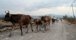 Ganadería ilegal, el nuevo mercado en Honduras con conexión a México. Imagen ilustrativa. Foto: Margarito Pérez Retana, Cuartoscuro