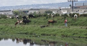 Eduardo describe el ganado como “corriente, viejo y bronco". Imagen ilustrativa. Foto: Crisanta Espinosa Aguilar, Cuartoscuro
