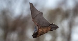 El virus ha vuelto a cobrar protagonismo tras la publicación de un artículo en Nature Communications acerca del aislamiento pionero del filovirus Lloviu en murciélagos de Hungría. Foto: Martin Divisek, EFE