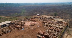 Cada año se destruyen entre 3.5 y 4.3 millones de hectáreas de tierra en 124 países para cultivar tabaco en ellas. Imagen ilustrativa. Foto: Andre Penner, AP