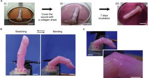 Aunque la piel de silicona que se fabrica actualmente para los robots puede imitar la apariencia humana, se queda corta cuando se trata de texturas delicadas como las arrugas y carece de funciones específicas de la piel. Foto: Michio Kawai et al., Living skin on a robot, Matter, junio 2022