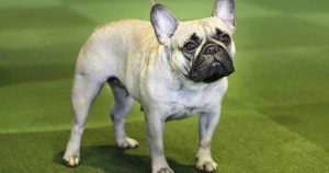 Debemos acostumbrarnos a preguntar si todas aquellas malformaciones anatómicas que destacamos en las razas de perros comprometen su calidad de vida y, si es así, reducir la presión de selección o evitar su cría. Foto: Seth Wenig, AP