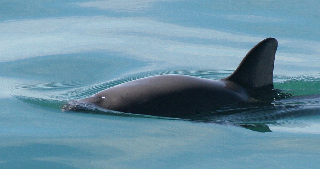 En esta fotografía sin fecha proporcionada por la Oficina Nacional de Administración Oceánica y Atmosférica de Estados Unidos muestra una vaquita marina. Foto: Paula Olson, NOAA vía AP.
