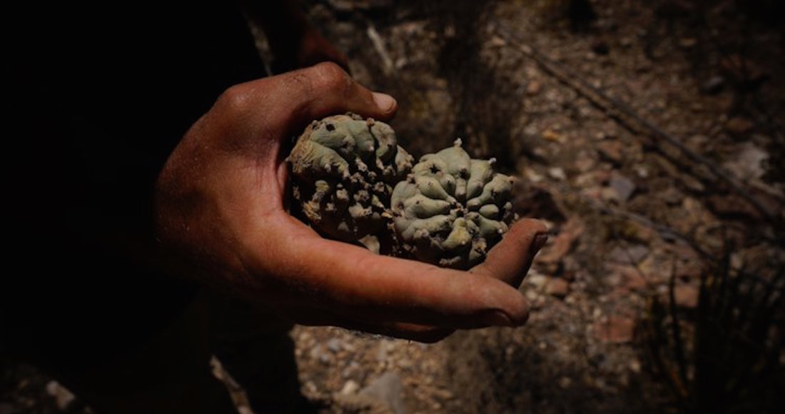 Peyote recolectado en el territorio sagrado de los Wirikuta, en México. Foto: Camille Pelloux, Opendemocracy. 