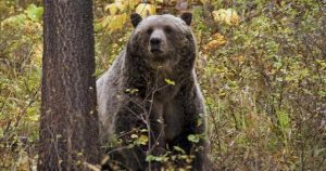 La Dirección de Protección Civil del Estado de Nuevo León, recomendó a los habitantes del sector que, ante el avistamiento de un oso, no se acerquen. Imagen ilustrativa. Foto: Departamento de Pesca, Vida Silvestre y Parques de Montana vía AP