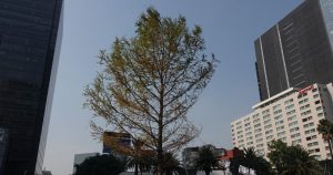 El ahuehuete plantado en Paseo de la Reforma será reemplazado por uno de sus "hermanos". Foto: Graciela López Herrera, Cuartoscuro