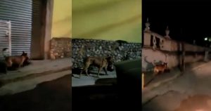 Foto: Captura de pantalla