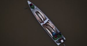 Un bote transporta pirarucu a la embarcación de procesamiento en el lago de Sao Raimundo, Carauari, Brasil. Foto: Jorge Saenz, AP. 