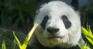 Xin Xin, el último panda gigante en Latinoamérica, sentado dentro de su recinto en el zoo de Chapultepec, en Ciudad de México, el 11 de noviembre de 2022. Foto: Fernando Llano, AP. 