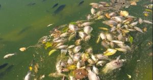 Foto: Captura de pantalla