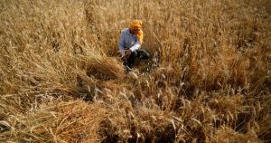 Un campesino cosecha trigo a las afueras de Jammu, India. Las pérdidas y daños son el lado humano de un asunto controvertido que probablemente dominará las negociaciones climáticas en Egipto. Foto: Channi Anand, Archivo, AP