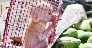 El informe revela que muchos animales son capturados en estados del sur de México. Foto: Insight Crime