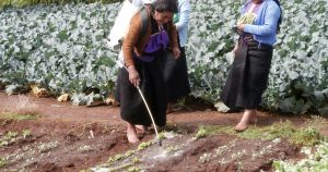 Plaguicidas en el campo. Foto: RAPAM. 