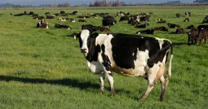 Vacas lecheras pastan en una granja cerca de Oxford, Nueva Zelanda, el 8 de octubre de 2018. Foto: Mark Baker, AP
