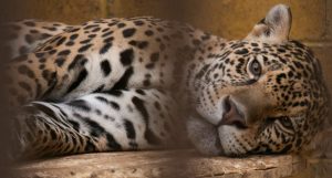 Foto: Biological Diversity