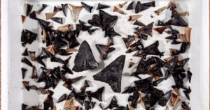 El cementerio contenía incluso dientes del antepasado inmediato del gigantesco tiburón megalodón Foto: Europa Press. 