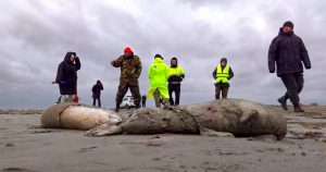 Las focas muertas halladas en la costa rusa sobre el Mar Caspio, en la región de Daguestán. Foto tomada de video proveído por la emisora RU-RTR, el 4 de diciembre de 2022.  Foto: RU-RTR vía AP