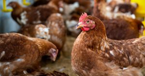 Foto: Agencia de Regulación y Control Fito y Zoosanitario