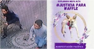 Vecinos de la Alcaldía Milpa Alta piden justicia para Waffle, una perrita de 6 meses que fue asesinada. Foto: Twitter, @MundoPatitas