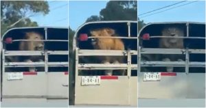 Hasta ahora, no se han brindado más detalles sobre el caso o la localización del ejemplar. Fotos: Capturas de pantalla