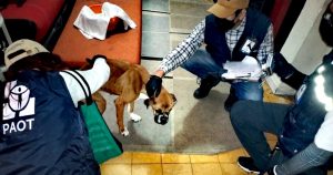 La perrita fue rescatada el día de ayer y ya ha sido adoptada. Foto: Twitter vía @PAOTmx