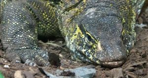 El lagarto fue trasladado al Zoológico De Chapultepec, donde le han dado la atención necesaria para su pronta rehabilitación. Foto: Twitter @GobCDMX.