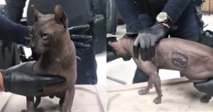 Foto: SSPE Chihuahua