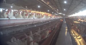 Gallinas enjauladas en granja de Sonora. Foto: Mercy for Animals. 