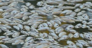 En esta imagen extraída de un video, peces muertos flotando en la superficie del Río Darling-Baaka cerca de la localidad de Menindee, en el estado de Nueva Gales del Sur, Australia, el sábado 18 de marzo de 2023. Millones de peces aparecieron muertos en el sureste de Australia en lo que las autoridades y los científicos atribuyeron a las inundaciones y el clima cálido. Foto: Australian Broadcasting Corporation via AP.