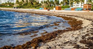 Una capa de sargazo cubre parte de la playa el 25 de agosto de 2022, en Miami Beach, Florida. Foto: Pedro Portal, Miami Herald vía AP