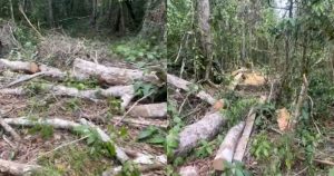 Los ejidatarios compartieron imágenes de la zona de la selva donde ya comenzaron a derribar vegetación. Foto: Especial 